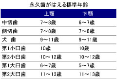 永久歯がはえる標準年齢